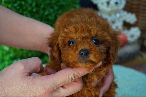 成約済の京都府のトイプードル-43347の1枚目