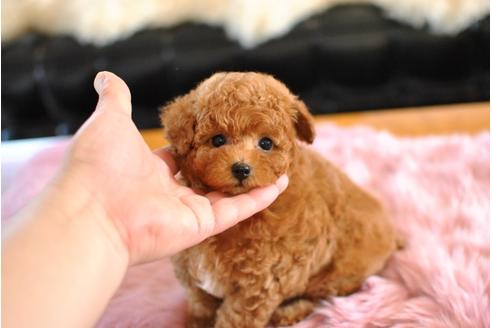 成約済の茨城県のトイプードル-43358の2枚目