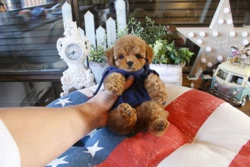 成約済の埼玉県のトイプードル-42961の5枚目