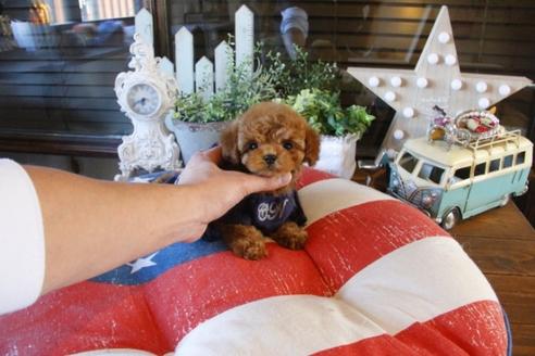 成約済の埼玉県のトイプードル-42961の2枚目