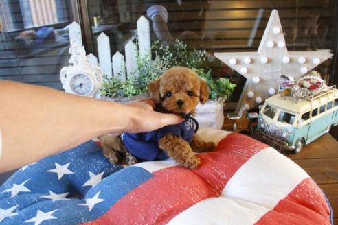 成約済の埼玉県のトイプードル-42961の4枚目