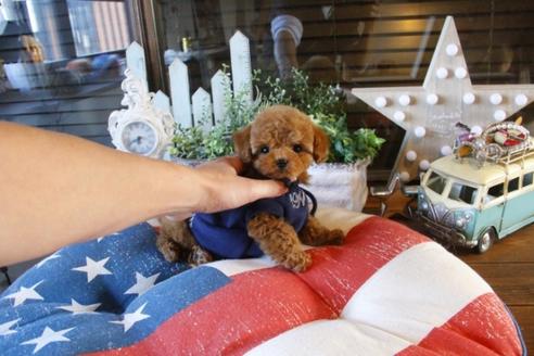 成約済の埼玉県のトイプードル-42961の1枚目