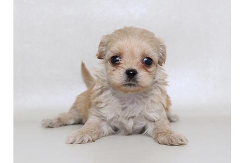成約済の栃木県のミックス犬-43362の1枚目