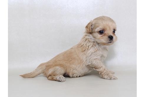成約済の栃木県のミックス犬-43362の3枚目