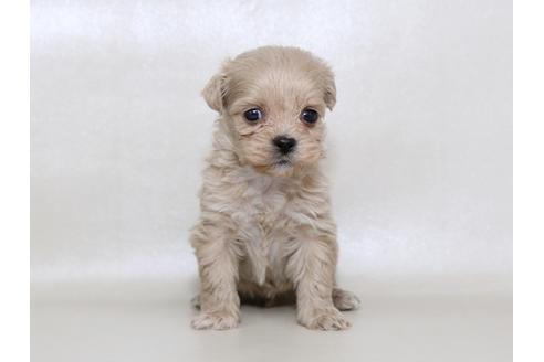 成約済の栃木県のミックス犬-43363の1枚目