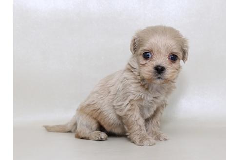 成約済の栃木県のミックス犬-43363の3枚目