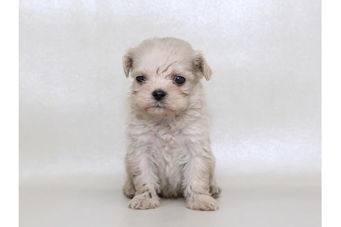 成約済の栃木県のミックス犬-43364の2枚目