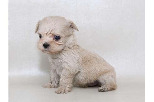 成約済の栃木県のミックス犬-43364の3枚目