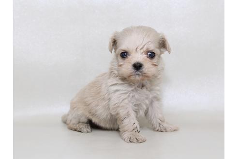 成約済の栃木県のミックス犬-43364の1枚目