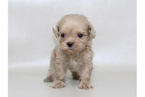 成約済の栃木県のミックス犬-43365の1枚目