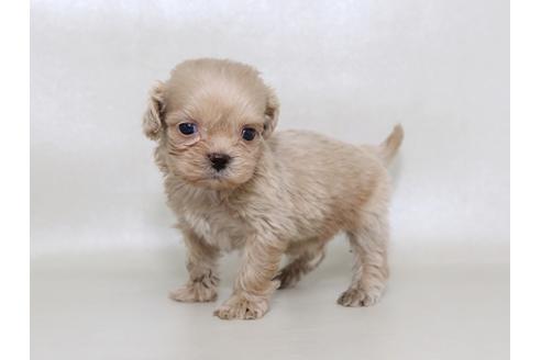 成約済の栃木県のミックス犬-43365の2枚目