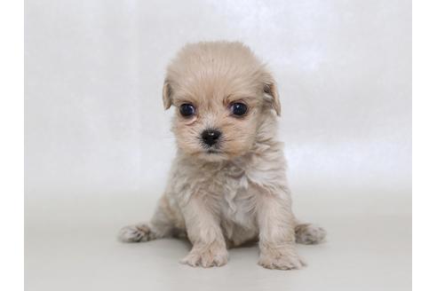 成約済の栃木県のミックス犬-43366の3枚目