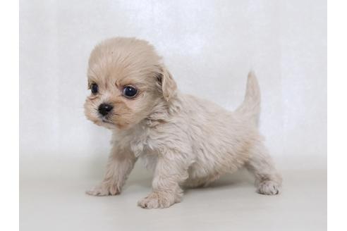 成約済の栃木県のミックス犬-43366の1枚目