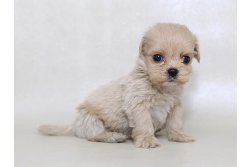 成約済の栃木県のミックス犬-43366の2枚目