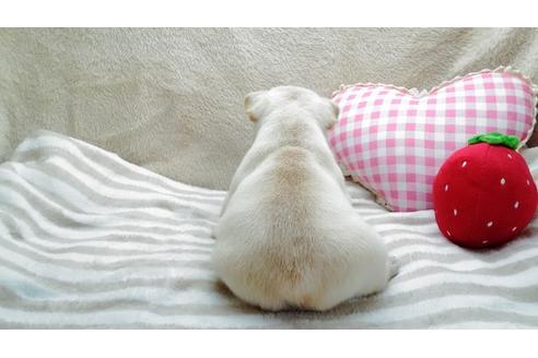 成約済の千葉県のフレンチブルドッグ-43381の2枚目