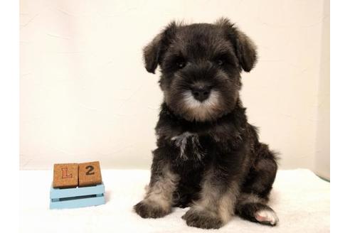 成約済の千葉県のミニチュアシュナウザー-43375の1枚目