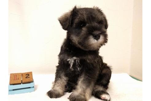 成約済の千葉県のミニチュアシュナウザー-43375の5枚目