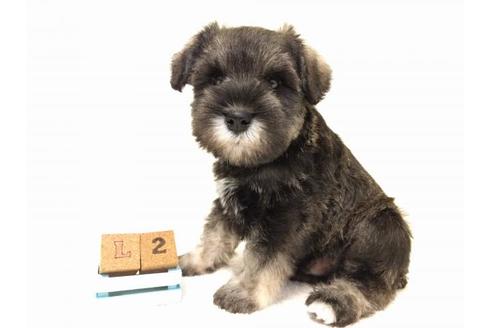 成約済の千葉県のミニチュアシュナウザー-43375の4枚目