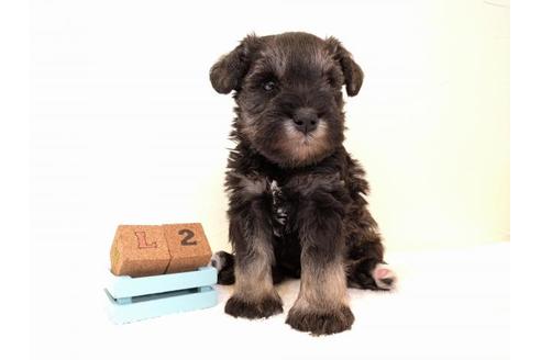 成約済の千葉県のミニチュアシュナウザー-43375の3枚目