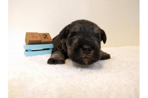 成約済の千葉県のミニチュアシュナウザー-43375の2枚目