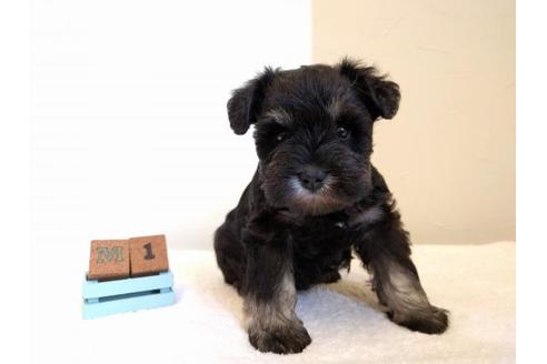 成約済の千葉県のミニチュアシュナウザー-43377の1枚目