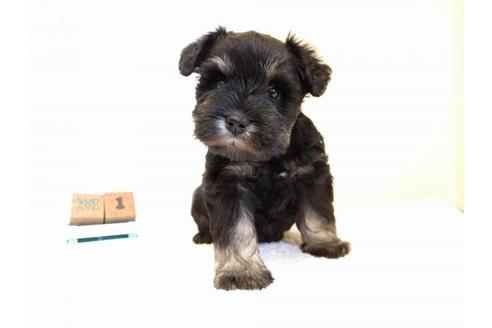 成約済の千葉県のミニチュアシュナウザー-43377の5枚目