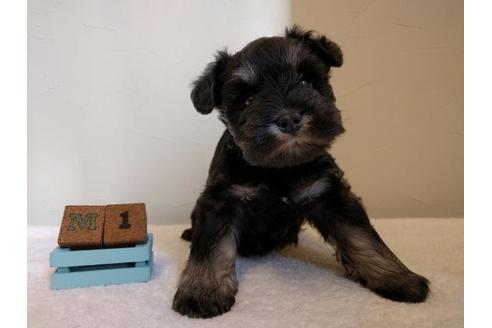 成約済の千葉県のミニチュアシュナウザー-43377の4枚目