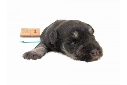 成約済の千葉県のミニチュアシュナウザー-43377の3枚目