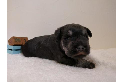 成約済の千葉県のミニチュアシュナウザー-43377の2枚目