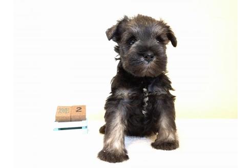 成約済の千葉県のミニチュアシュナウザー-43378の1枚目