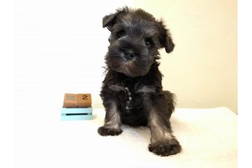 成約済の千葉県のミニチュアシュナウザー-43378の5枚目