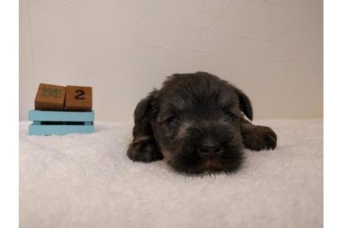 成約済の千葉県のミニチュアシュナウザー-43378の3枚目