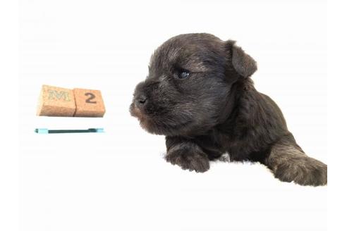 成約済の千葉県のミニチュアシュナウザー-43378の2枚目