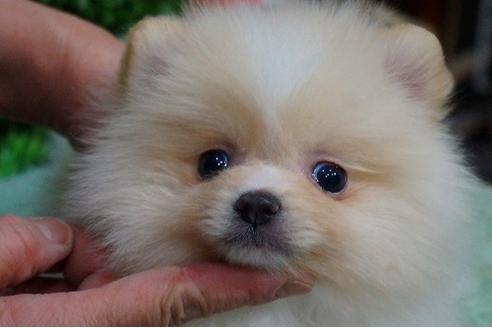 成約済の京都府のポメラニアン-43403の3枚目