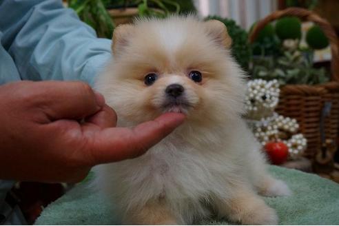 成約済の京都府のポメラニアン-43403の2枚目