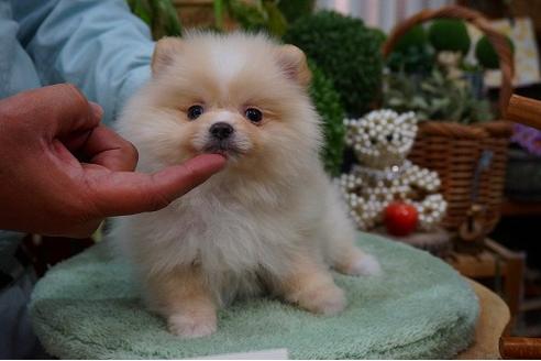 成約済の京都府のポメラニアン-43403の1枚目