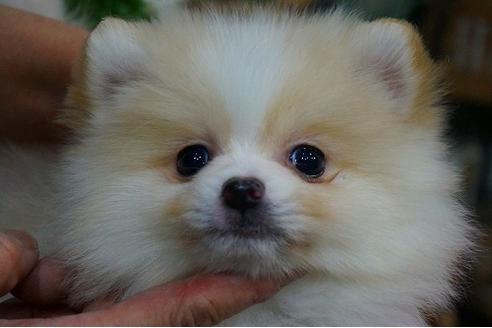 成約済の京都府のポメラニアン-43418の3枚目