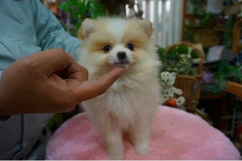 成約済の京都府のポメラニアン-43418の1枚目