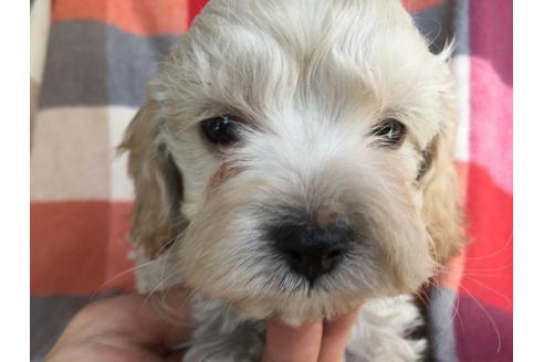 成約済の茨城県のミックス犬-43432の4枚目