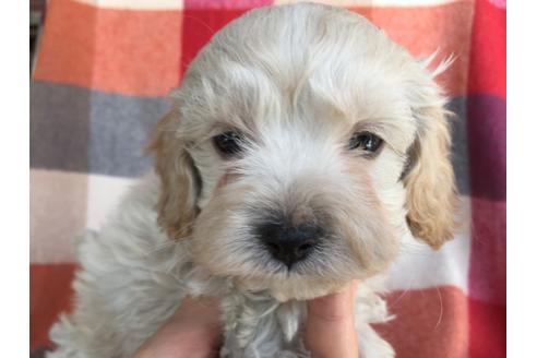 成約済の茨城県のミックス犬-43432の1枚目