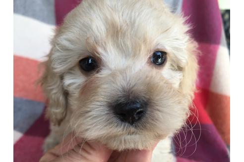 成約済の茨城県のミックス犬-43433の2枚目