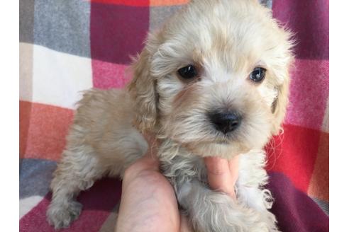 成約済の茨城県のミックス犬-43433の3枚目
