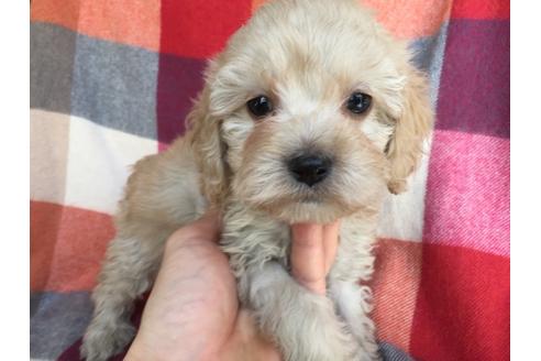 成約済の茨城県のミックス犬-43433の4枚目