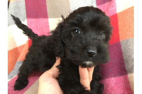 成約済の茨城県のミックス犬-43434の5枚目