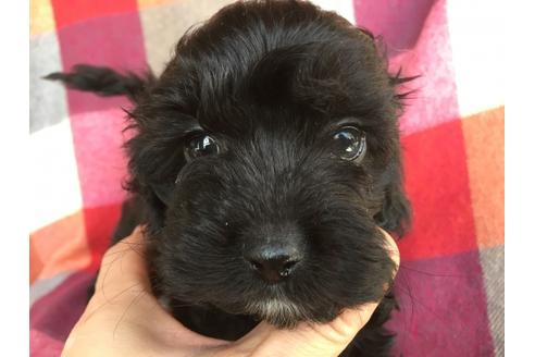 成約済の茨城県のミックス犬-43434の2枚目