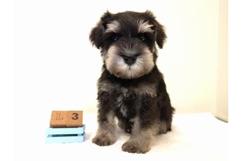 成約済の千葉県のミニチュアシュナウザー-43376の1枚目