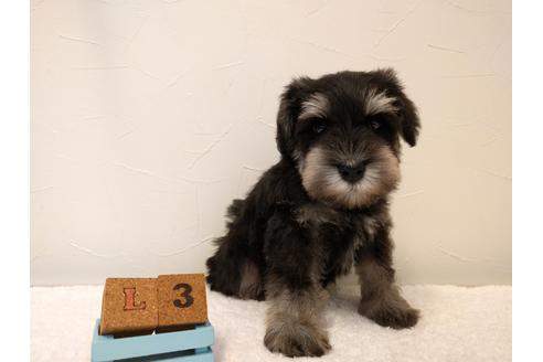 成約済の千葉県のミニチュアシュナウザー-43376の5枚目