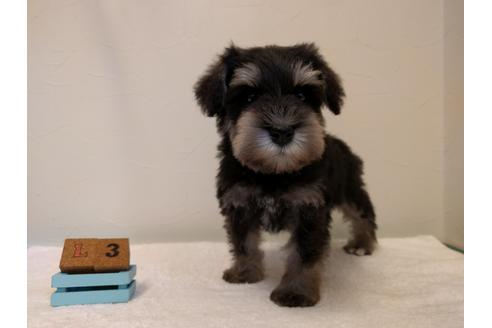 成約済の千葉県のミニチュアシュナウザー-43376の4枚目