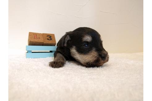 成約済の千葉県のミニチュアシュナウザー-43376の3枚目