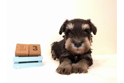 成約済の千葉県のミニチュアシュナウザー-43376の2枚目